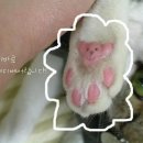 율하 베스트 동물메디컬센터 이미지