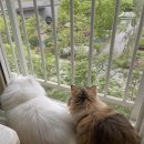 고양이의 산책:묘책 | 동탄 라크몽 고양이 무마취 교감미용 고양이의산책 묘책