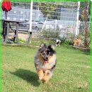 애견카페왕 이미지