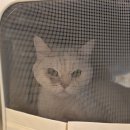 심쿵하냥 | 겁많은 브리티시숏헤어 고양이 미용후 궁디팡팡과 츄르 먹방