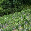 대실농장 이미지