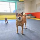 국원유치원 | 충주애견유치원 개인공간 방문 후기
