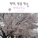 평택 벚꽃 명소 평택대 벚꽃축제 4월 6일 실시간 개화상황과 포토존