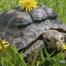 거북이집 이미지