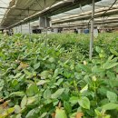 장미농장 이미지