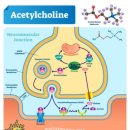 스포츠지도사 2급 - 운동생리학 이미지
