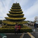 함평국화축제 고창핑크뮬 리 강산산악회 23년10월22일 이미지