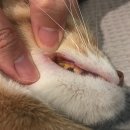 에이플러스 동물병원 이미지