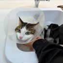 고양이 미용실 방울선생 | 방배 고양이 미용실 추천ㅣ나디캣 코리안 숏헤어 단모 목욕 후기