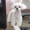 요미요미 강아지미용실 | 군포애견미용 코로나뚫고 꽃강아지가즈아!