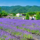 “5060 모여라!” 버스 타고 고성에 보 랏 빛 바다 여행 가요 이미지