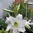 아마릴리스 이미지