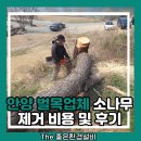 안양 벌목업체 소나무 제거 비용 및 후기