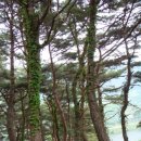 섬진다원 이미지