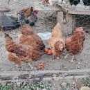 대봉농장 이미지