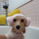 개깎쟁이 이미지