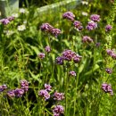 들국화목장 이미지