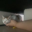 우리집코코 이미지