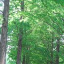 남산숲속여행길 이미지