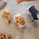 영심이살롱곰곰이호텔 이미지