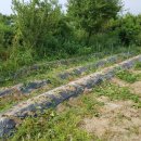 항우농장 이미지