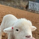 수정목장 이미지