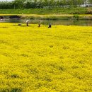 무심천유채꽃밭과 청주시농업기술센터 전시장 이미지