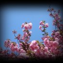 꽃들의 향연 이미지