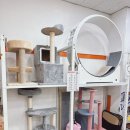 야옹아멍멍해봐 속초점 이미지