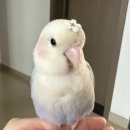 페블스