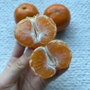 바티 | 제주도 타이벡감귤 택배 추천 바티가다 5kg 후기