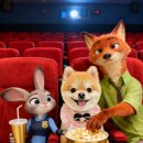 구미산동 애견미용 눈부시개 이미지