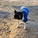 제리장군 이미지