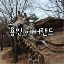 위고인 | 용인 가볼만한곳 에버랜드 평일 입장권 할인 주차장 꿀팁 후기