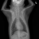 이솜동물병원 이미지