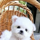 플레이독 파주본점 이미지