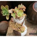 상학농장 이미지