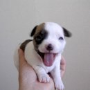 순진한 강아지 이미지