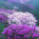 (주)아리랑 이미지