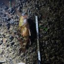 탑동호텔 | [제주도 탑동 낚시] 제주도 (구)라마다플라자호텔 앞 원투낚시 후기 3탄