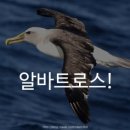 알바트로스 네이버블로그