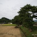 진월 돈탁마을 숲 네이버블로그