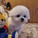 트렌독 | 부천 소사구강아지분양, 우리 아이의 첫 가족을 만나는 특별한 여정