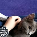 CATS TIME CAFE 이미지