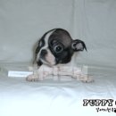 포포퍼피 이미지