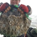 9월2일~~3일 1박2일 쭈꾸미낚시여행가요 이미지