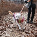 [산책봉사] 2월 25일(일요일) 리버하우스 중대형견 아이들 산책봉사 신청받습니다. 이미지