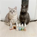 뽀숑뽀숑 | 고양이 탈취제 오줌 냄새 제거 확실하게 할 때 뽀숑하우스