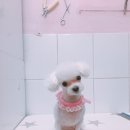 살롱드 꽃개 이미지