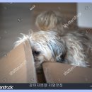 강아지맛집 이미지